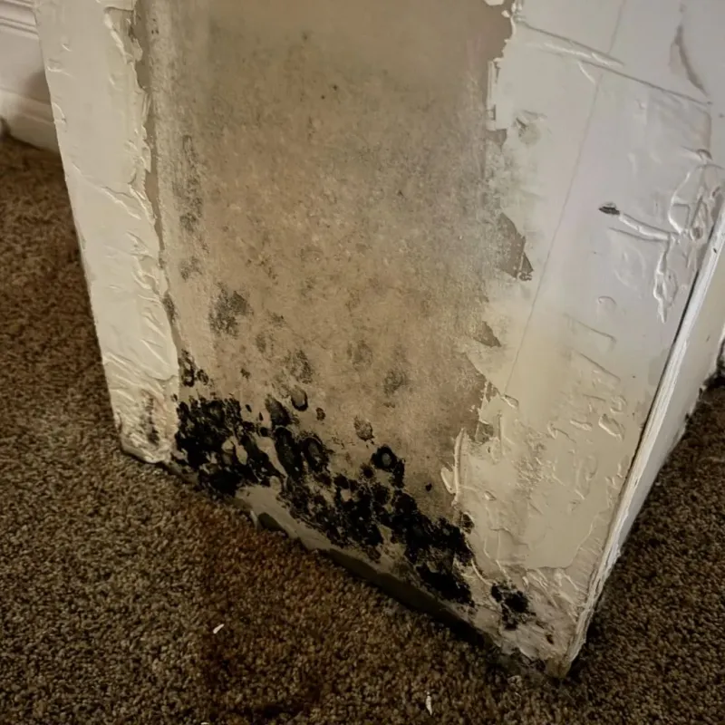 Professional Mold Removal in Crockett County, TX